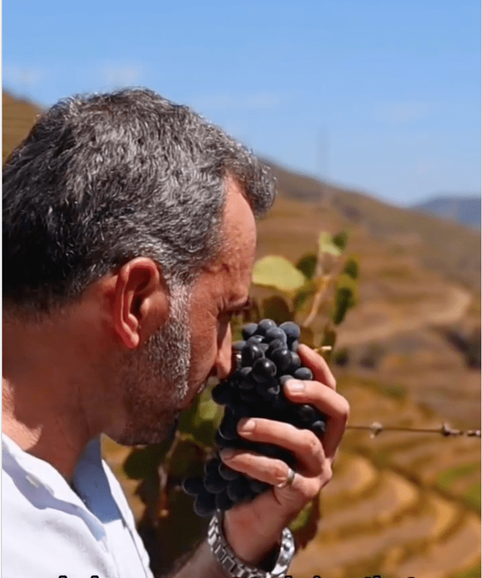 Man holding and smelling a bunch of dark grapes in a vineyard with terraced hills in the background.